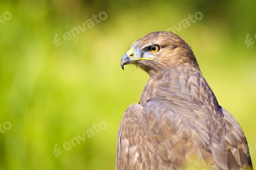 Preview: Hawk Portrait. Green Nature Background Long Legged Buzzard / Buteo Rufinus