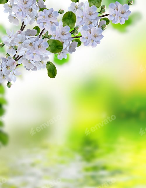 Preview: Blooming Apple Tree