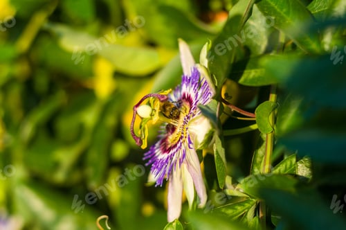 Preview: Passion Flower Passiflora Caerulea Passionflower Against Green Garden Background