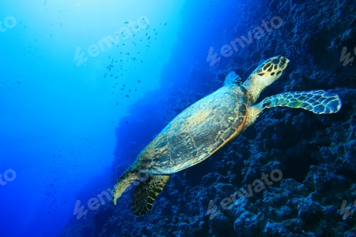 Preview: Hawksbill Turtle (Eretmochelys Imbricata)