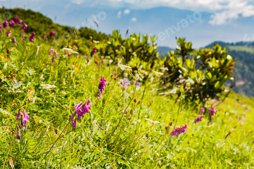 Preview: Beautiful Mountain Landscape With Alpine Meadows, Herbs And Flowers. Sky, Clouds, Mountains.