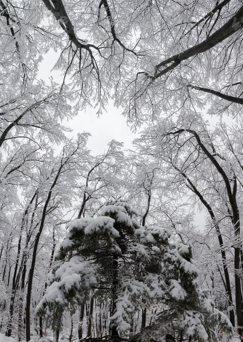 Preview: In The Winter Forest On A Snowy Day