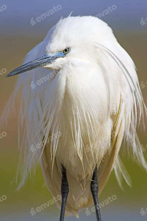 Preview: Beautiful White Heron. Colorful Nature Background. Heron Bird: Little Egret. Egretta Garzetta.