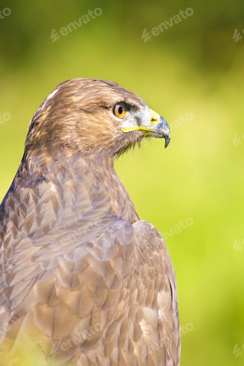 Preview: Bird Of Prey. Green Nature Background Long Legged Buzzard / Buteo Rufinus