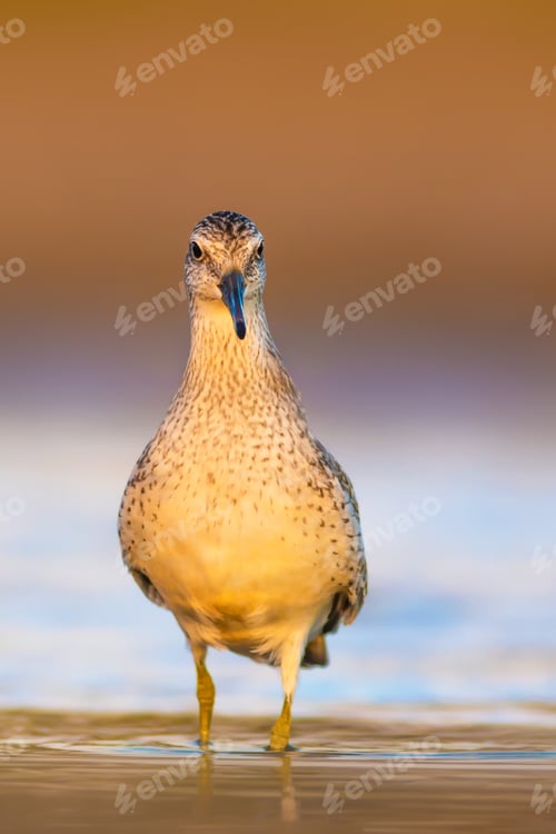 Preview: Cute Water Bird. Yellow Nature Background. Red Knot / Calidris Canutus