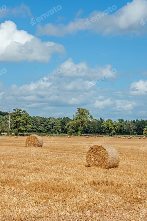 Preview: Bales Of Straw In The Summertime.