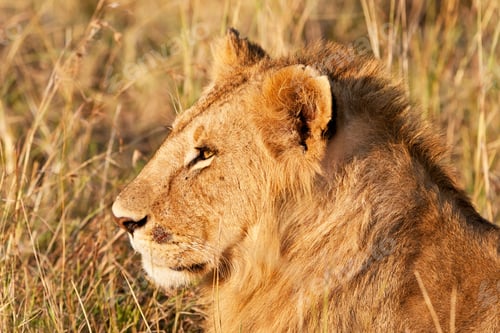 Preview: Young Male African Lion In The Maasai Mara National Park, Kenya