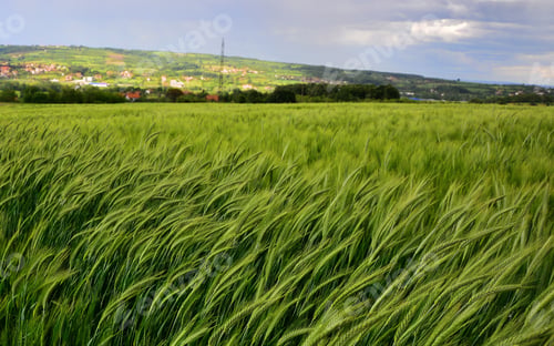 Preview: Field Of Young Wheat
