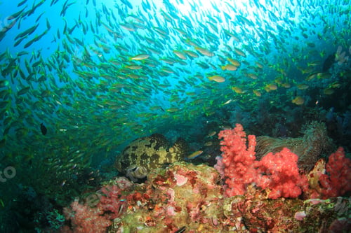 Preview: Corals And Fish Underwater In Ocean