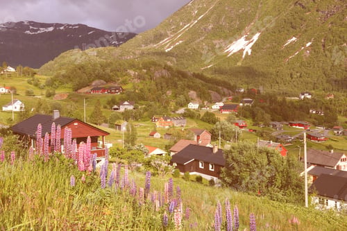 Preview: Roldal, Norway. Countryside Landscape With Lupin Flowers In Hordaland Region. Retro Filtered Color