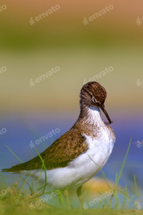 Preview: Cute Water Bird. Common Bird. Natural Background.