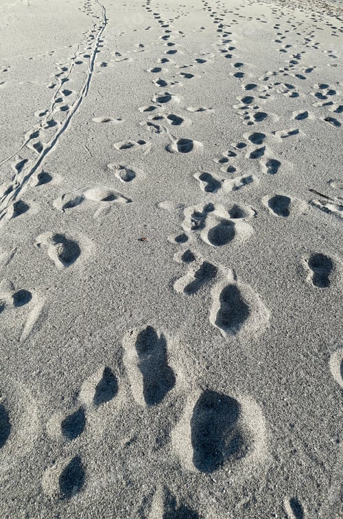 Preview: Many Footsteps Going Everywhere On A Sandy Beach