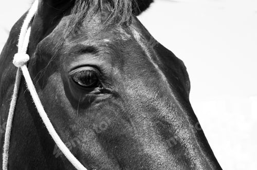 Preview: Closeup Of Arabian Horse Showing Its Beautiful Eye