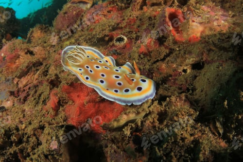 Preview: Sea Slug Nudibranch Chromodoris