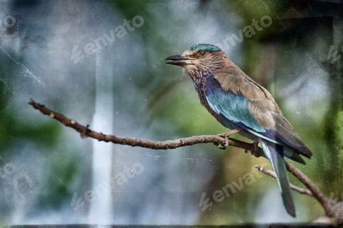 Preview: Vintage Style Image Of An Indian Roller In In The Bandhavgarh National Park In India. Bandhavgarh