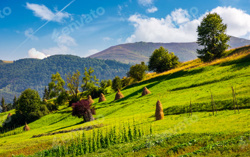 Preview: Hillside With Row Of Haystacks On Rural Field. Beautiful Summer Agriculture Scenery In Mountainous