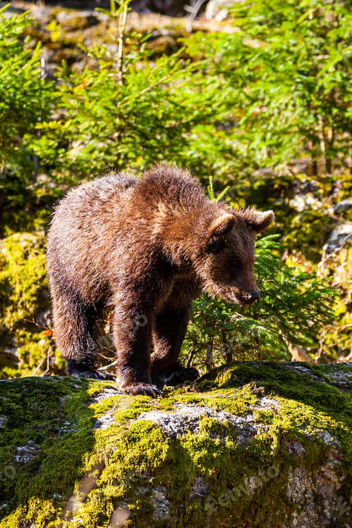 Preview: Brown Bears (Ursus Arctos) In Lake Clark National Park, Alaska, Usa