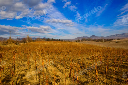 Preview: Dry Tobacco Plant, Armenia