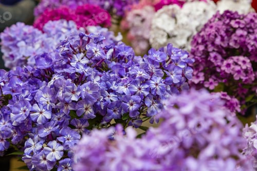 Preview: Beautiful Different Inflorescences Of Phlox Paniculatа At The Botanical Exhibition. The Flowers Of
