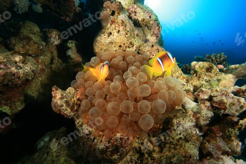 Preview: Bubble Anemone With Pair Of Ref Sea Anemonefish (Amphipiron Bicinctus)