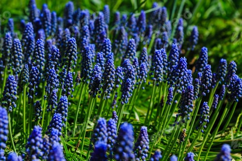 Preview: Muscari Flowers, Muscari Armeniacum, Grape Hyacinths Spring Flowers Blooming In April And May