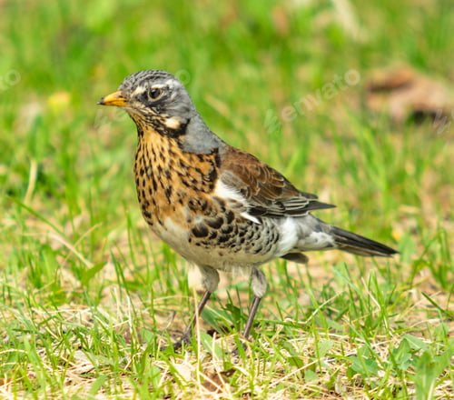 Preview: Song Thrush In The Green Grass. Nature Birds Westa.