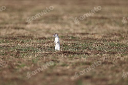 Preview: Stoat (Mustela Erminea) Swabian Alps Germany