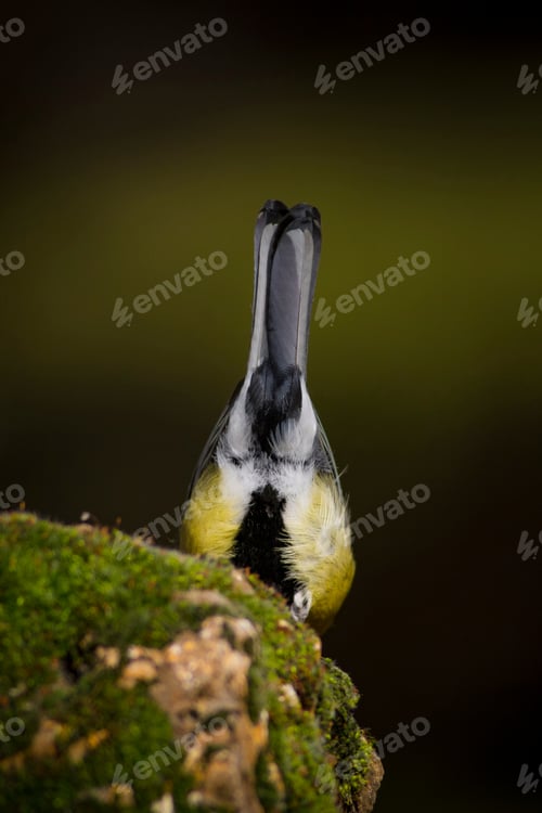 Preview: Cute Little Bird. Dark Green Nature Background. Bird: Great Tit. Parus Major.