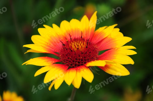 Preview: Gaillardia (Blanket Flower) In Bloom