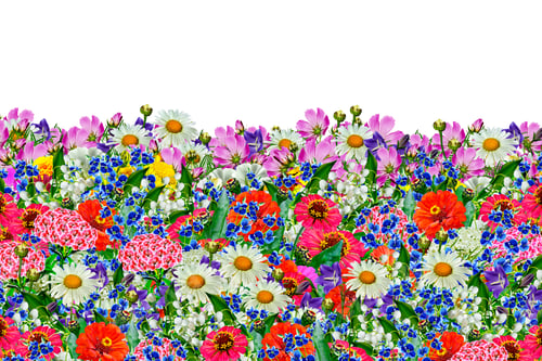 Preview: Floral Background