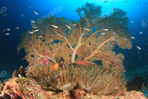 Preview: Anemone, Anemonefish And Gorgonian Fan Coral
