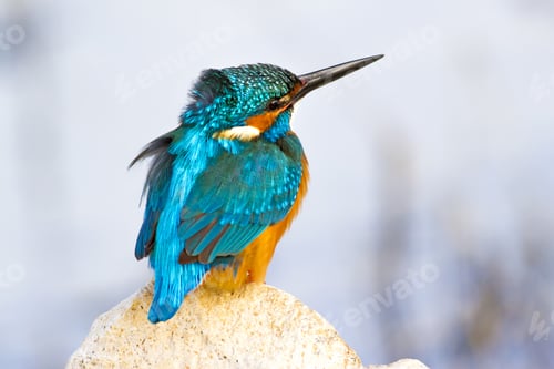 Preview: Colorful Bird Kingfisher. Nature Background. Bird: Common Kingfisher. Alcedo Atthis.