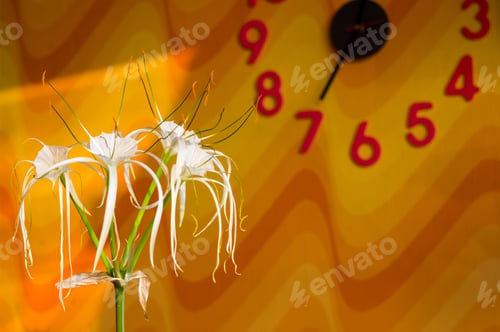 Preview: Caribbean Spider-Lily, Unique Style White Flower On Multicolored Background