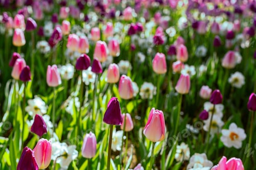 Preview: Beautiful Tulips And The Narcissus Flowers In The Spring Garden Or The Park. Ornamental Flowering
