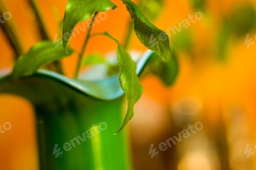 Preview: Willow Branches With Fresh Green Leaves In A Vase