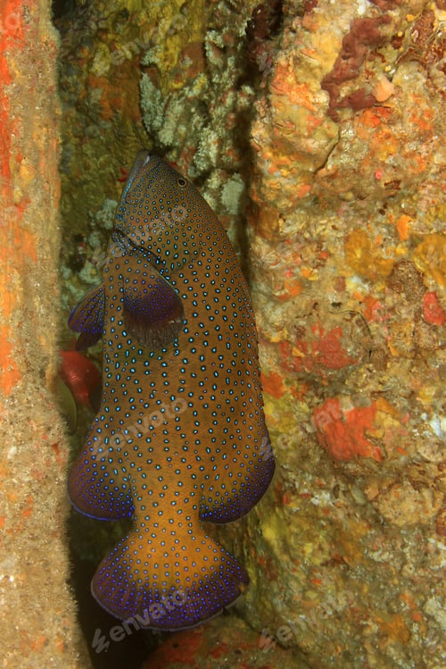 Preview: Peacock Grouper Fish