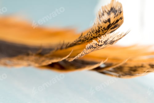 Preview: Colorful Hen Feather With Details And Reflexions