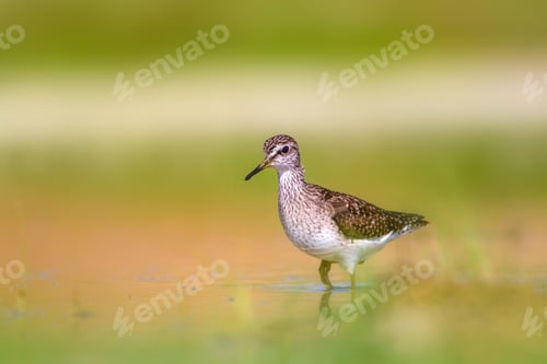 Preview: Common Water Bird. Bird: Wood Sandpiper. Tringa Glareola. Colorful Nature Background.
