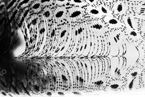 Preview: Guinea Hen Feather With Light Grey Background