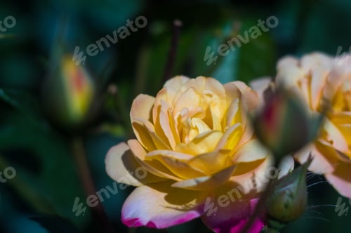 Preview: Yellow Rose Flower. Nature. Close Up, Selective Focus