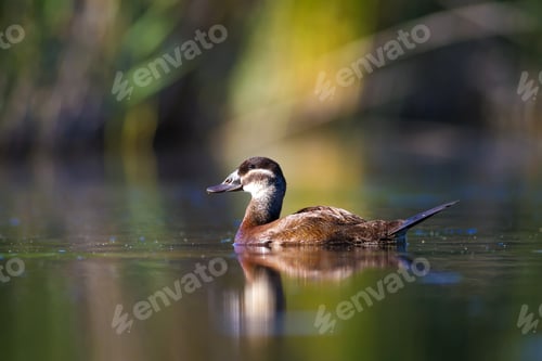 Preview: Duck Swimming In Lake. White Headed Duck White Headed Duck Oxyura Leucocephala