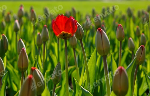 Preview: One Red Tulips