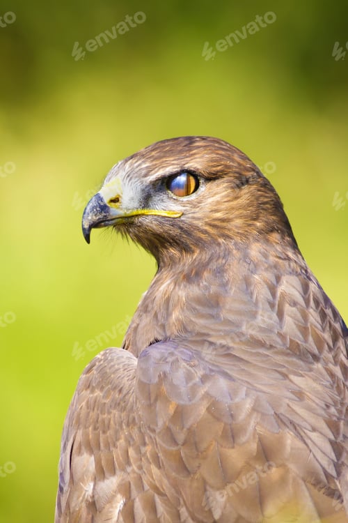 Preview: Bird Of Prey. Buzzard Portrait. Green Nature Background. Bird: Long Legged Buzzard. Buteo Rufinus.