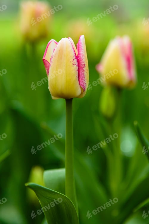 Preview: Beautiful Flower Of Tulip Sort Del Piero. Hybrids Of Tulips - A Beautiful Spring Bulbs. Growing