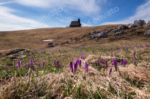 Preview: Spring Crocus At Velika Planina In Slovenia With Old Shepherd Cottages All Around.