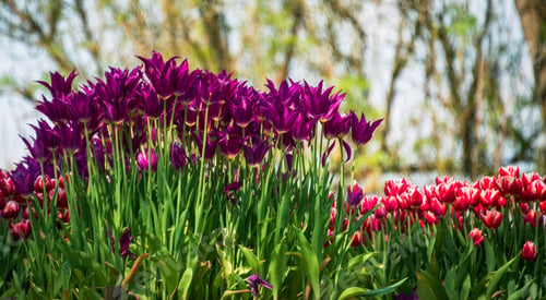 Preview: Flowers And Plants In The Gardens Of Arboretum Volcji Potok