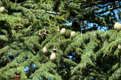 Preview: Cedar Of Lebanon Pine Tree With Cones
