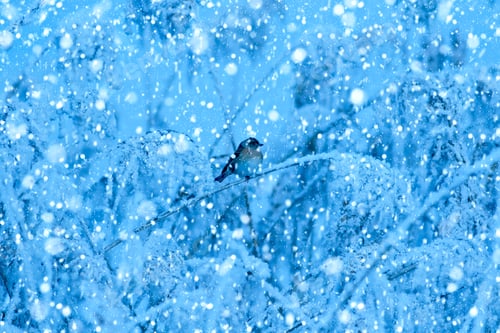 Preview: Winter Season And Nature. Falling Snow. Blue Nature Background.