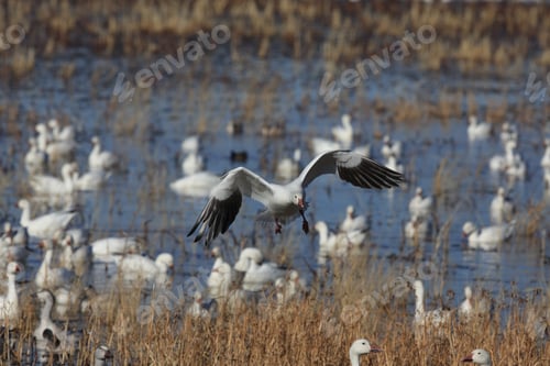 Preview: Snow Geese Bosque Del Apache, New Mexico Usa