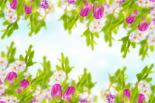 Preview: Blossoming Branch Cherry. Beautiful Nature Scene. Natural Floral Background. Spring Flowers Lilac